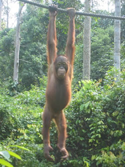 Orang'utan at Sepilok Nature Resort