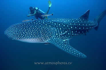 Whale Shark and Diver. Photo by Jez Tryner